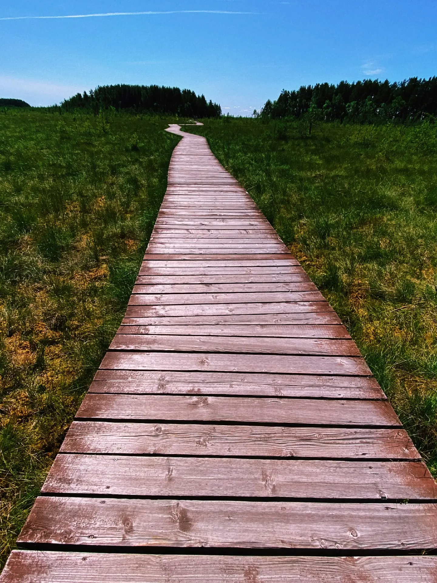 📍Сестрорецкое болото