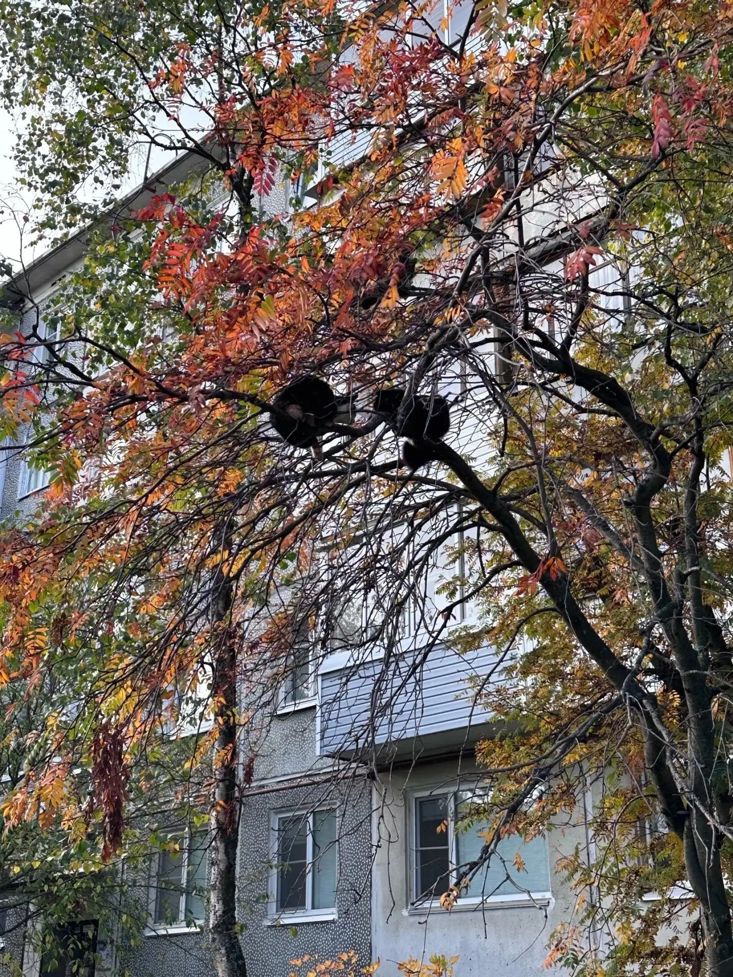 Птицы нынче не те пошли😅