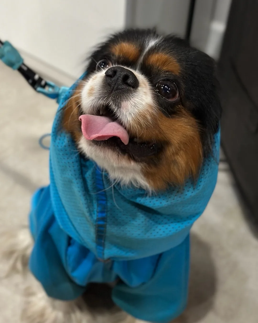 Йоши пришел за новым ошейником 🐶

#LILIFAMILY