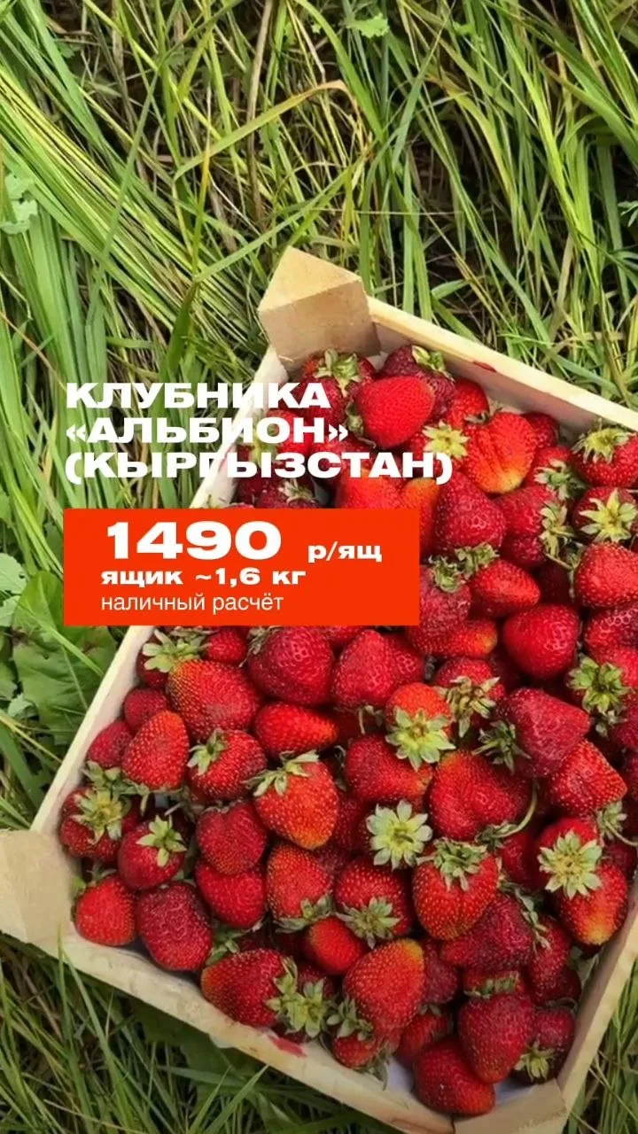 🇰🇬 ❤️‍🔥 Ягода из Кыргызстана  от ШЕФ, СЕЗОН скоро в Перми — сезон заканчивается!