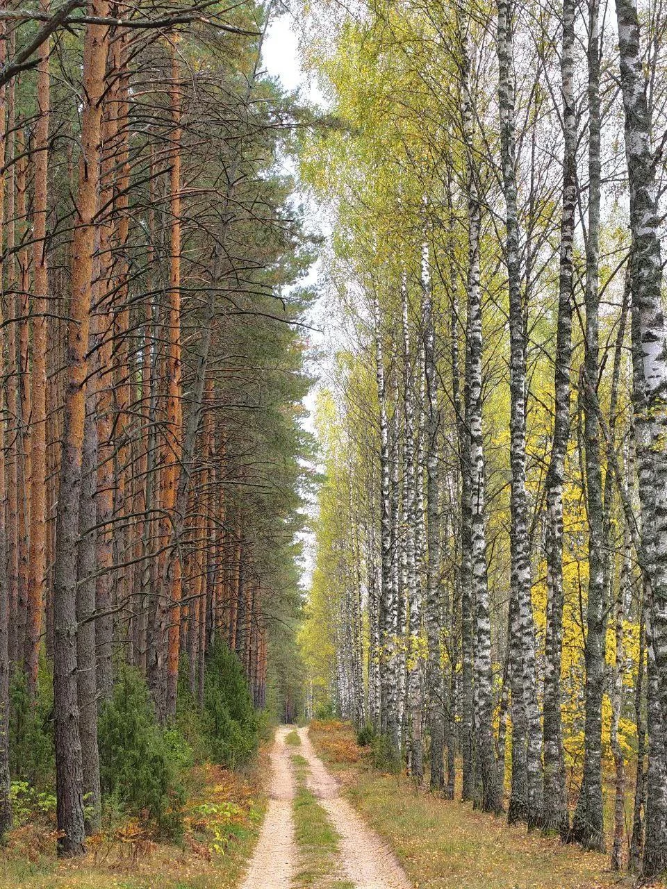 Начавшееся сегодня бабье лето продлится до конца следующей недели. 🍂🌿