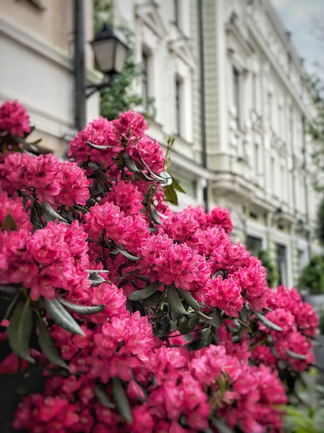 Столешников переулок превратился в цветущий сад 🌸🌺🌿