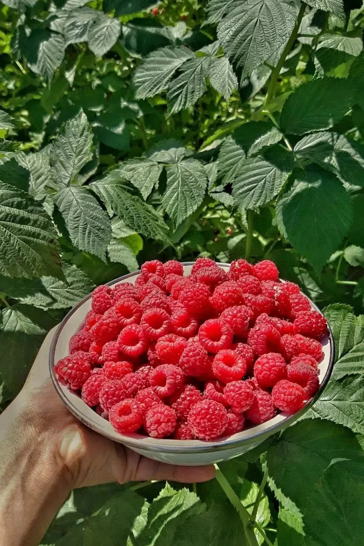 Продам малину! Сладкая, ароматная🥰 
Вкуснейшая ягода😋
Цена 1200₽ за кг.
+79595142784.
Луганск.
Воз