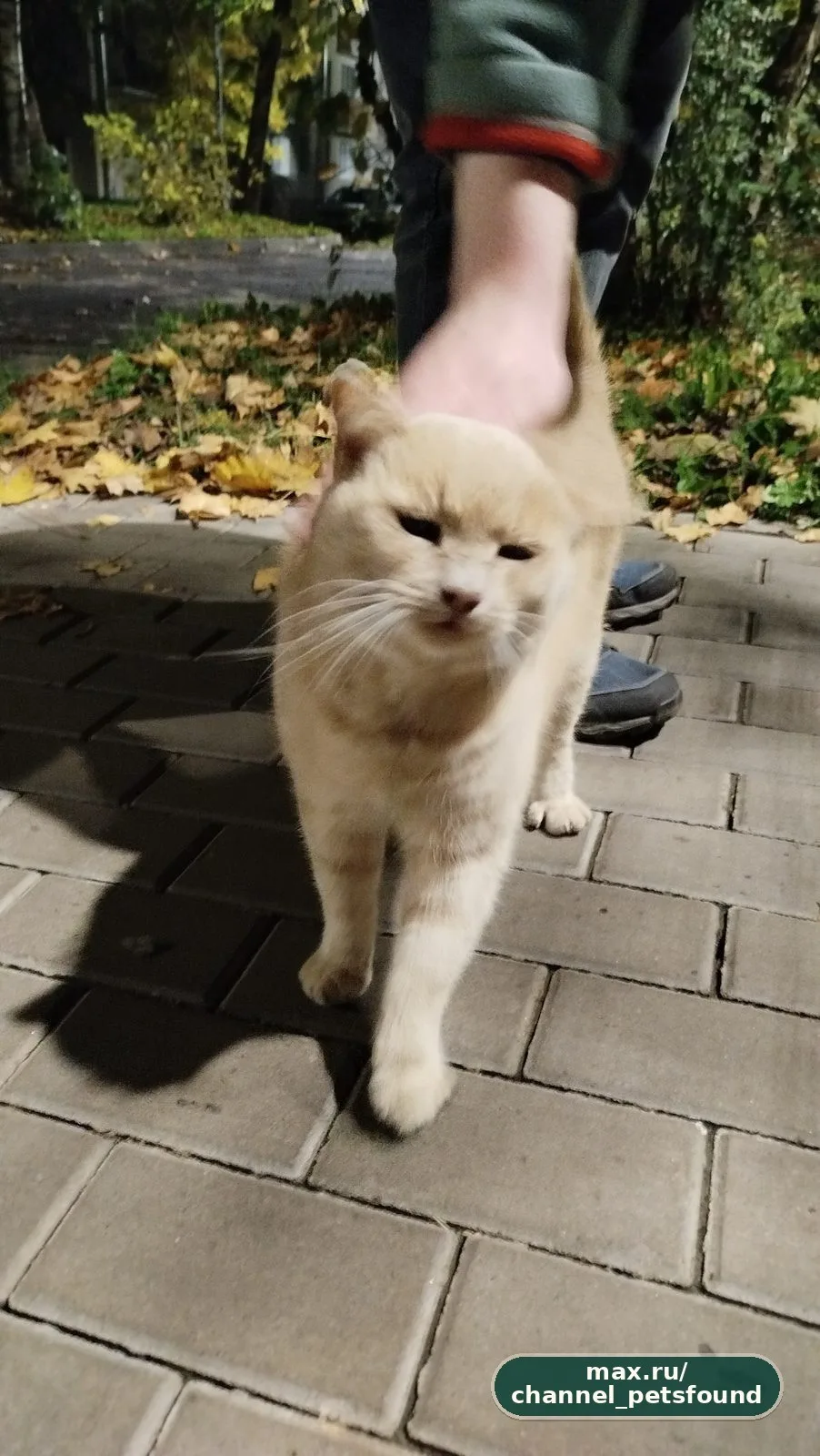 🐾 Найден питомец — Гатчина