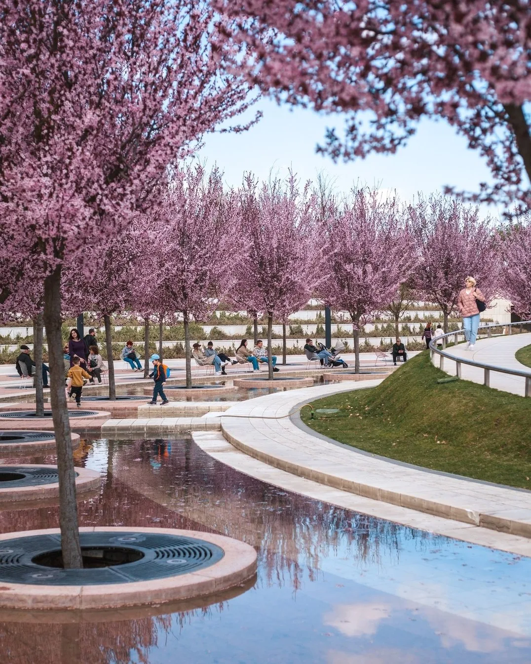 🌸 В Краснодаре начался сезон массового цветения  В Краснодаре стартовал период активного весеннего ц
