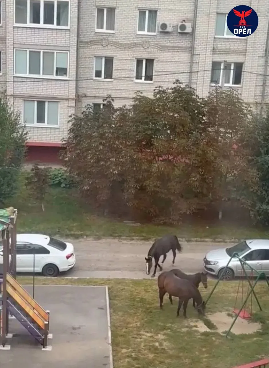 🐴 Лошади решили прогуляться у многоэтажек в Ливнах