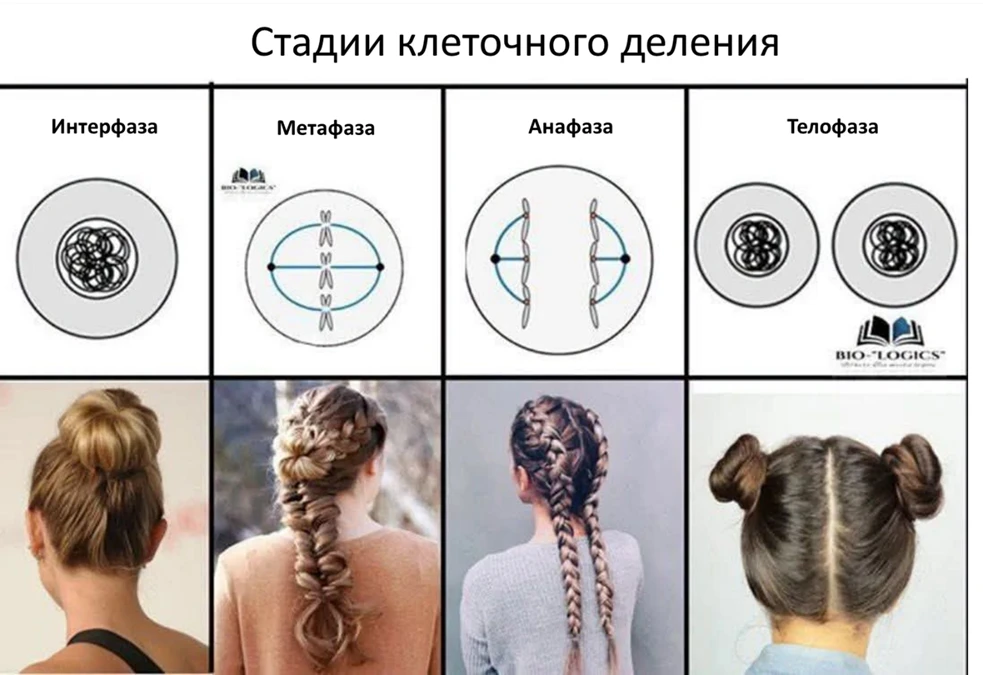 Новые прически для аспиранток-биологов