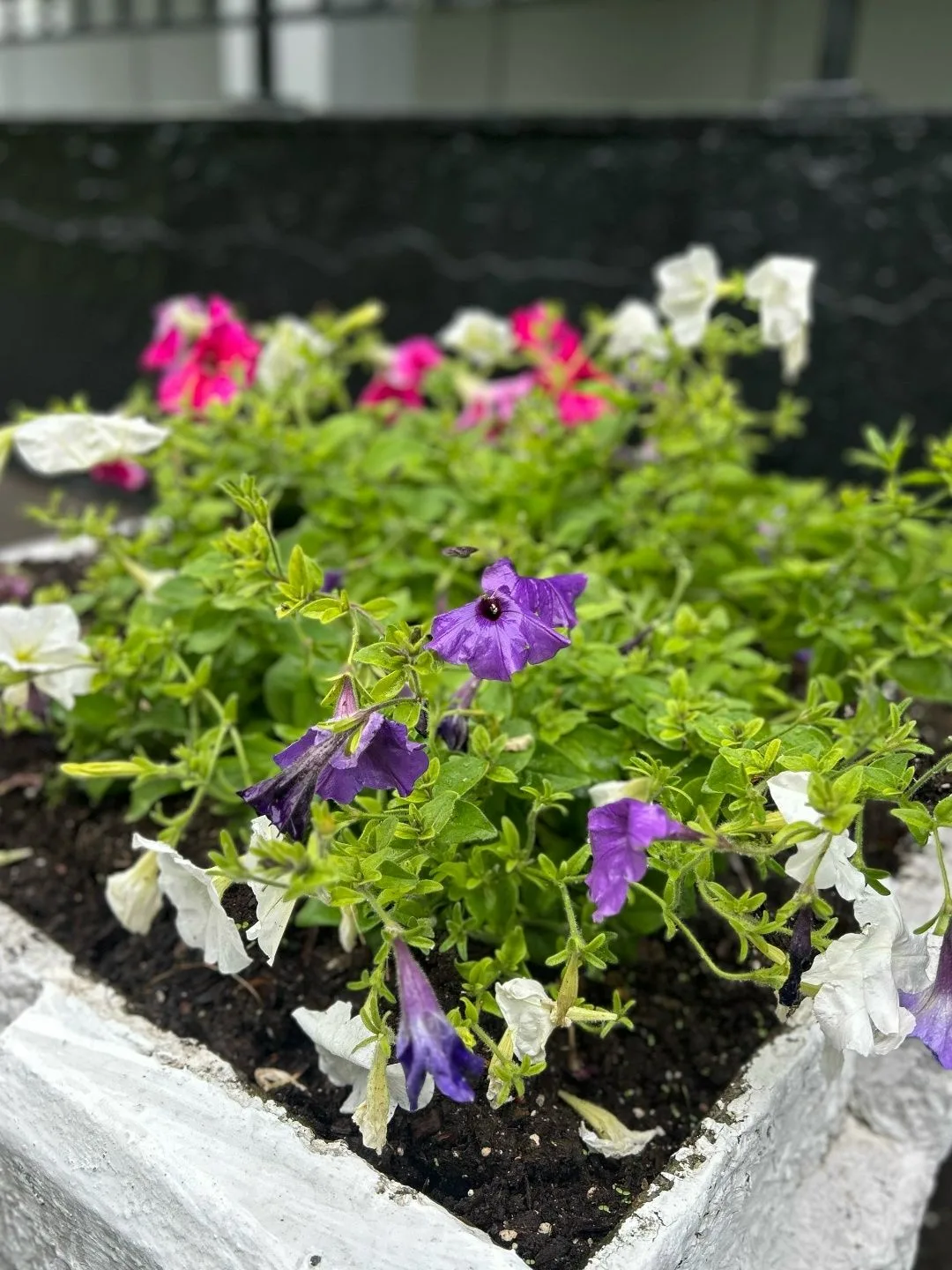 🌺 Наш прекрасный школьный сад 🌺