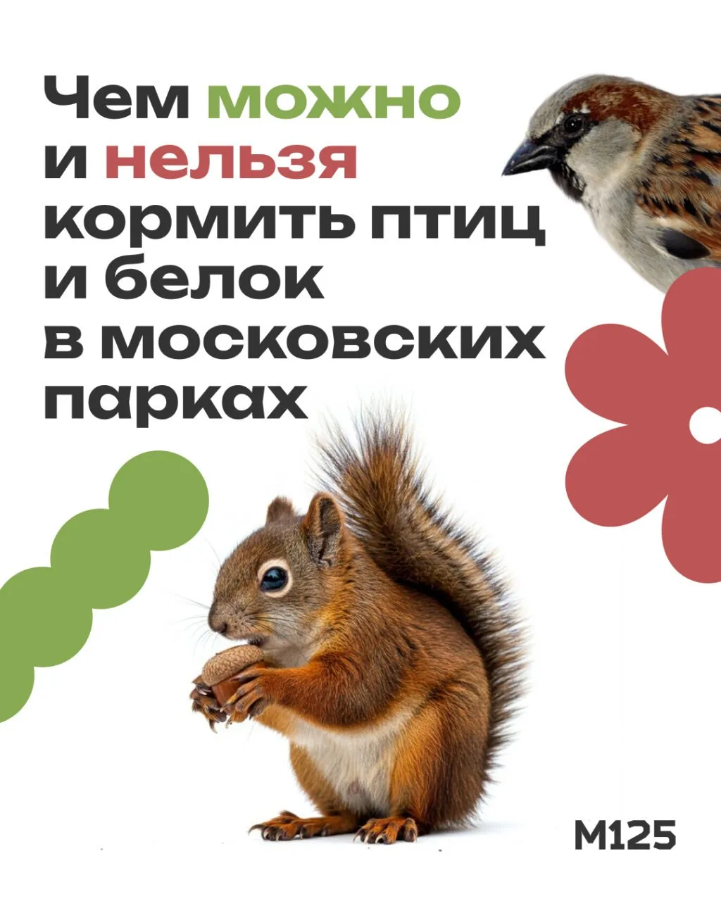 Чем угостить птиц и белок в московском парке, а чем можно навредить? Собрали в карточка...