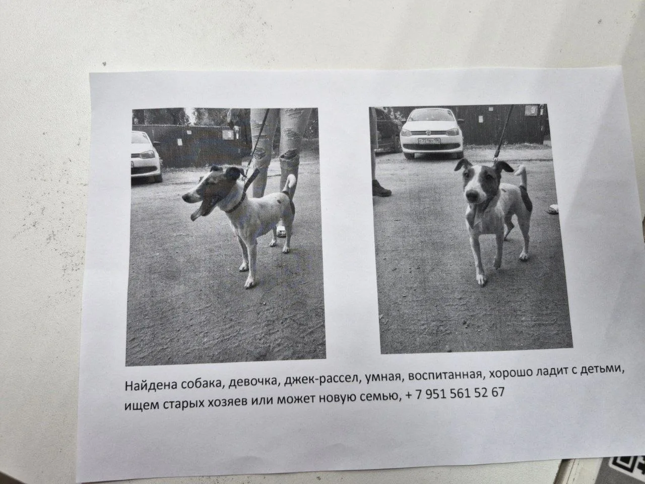 Нашли собаку!!!