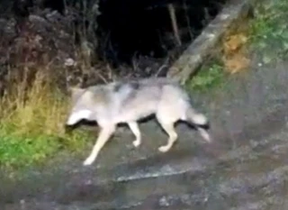 🐺 Волки заходят в Усть-Кулом и нападают на домашних животных

Жители села сообщают о выходах хищник