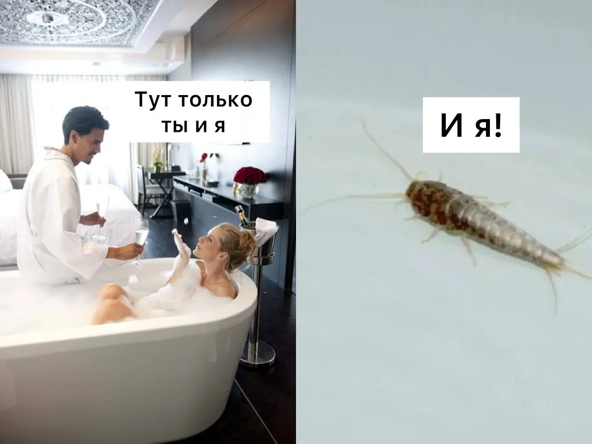 Нашествие мокриц началось в московских квартирах 🥲