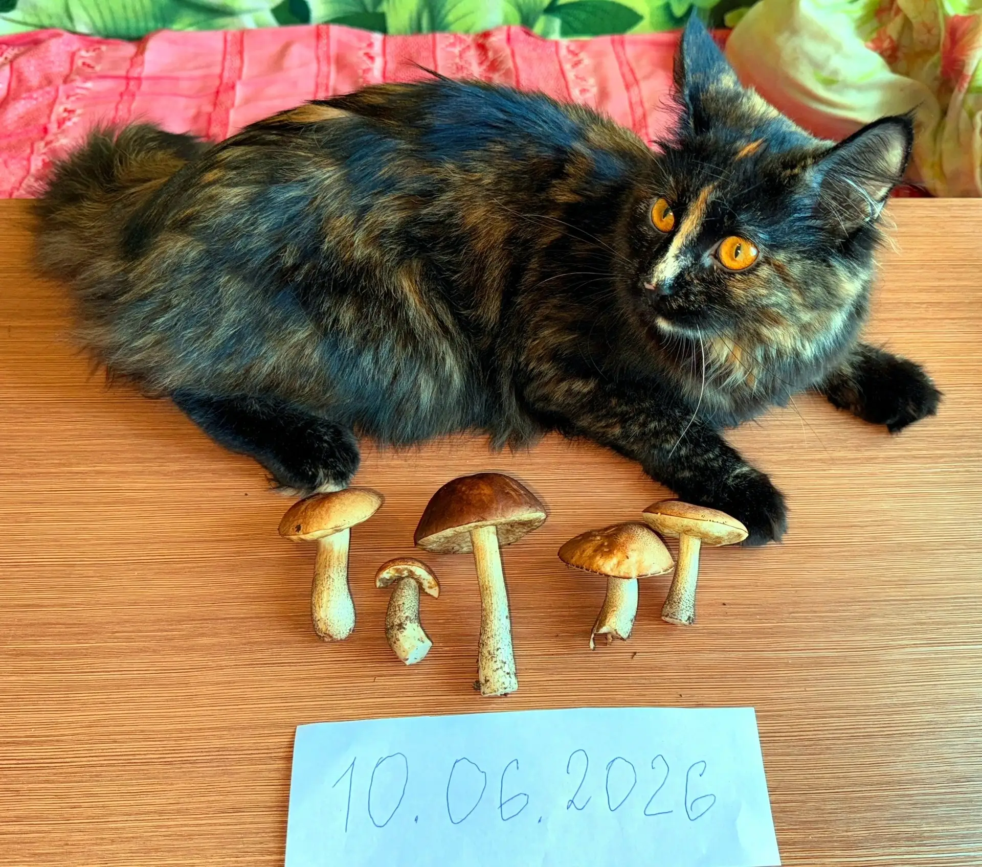 Подберов стало чуть побольше чем два))))) 10.06.2026, Череповецкий район, Вологодская о...