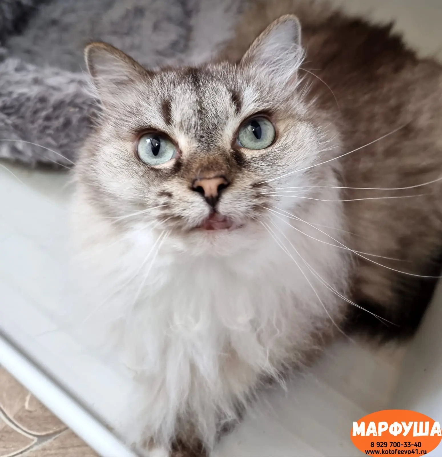 Кошечка *Марфуша*