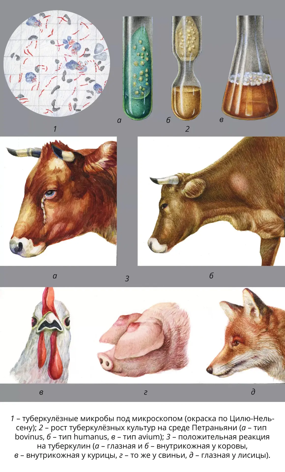 ❗ Туберкулёз у животных: скрытая угроза, которую нельзя игнорировать

🐄 Что это?
Туберкулёз — хрони