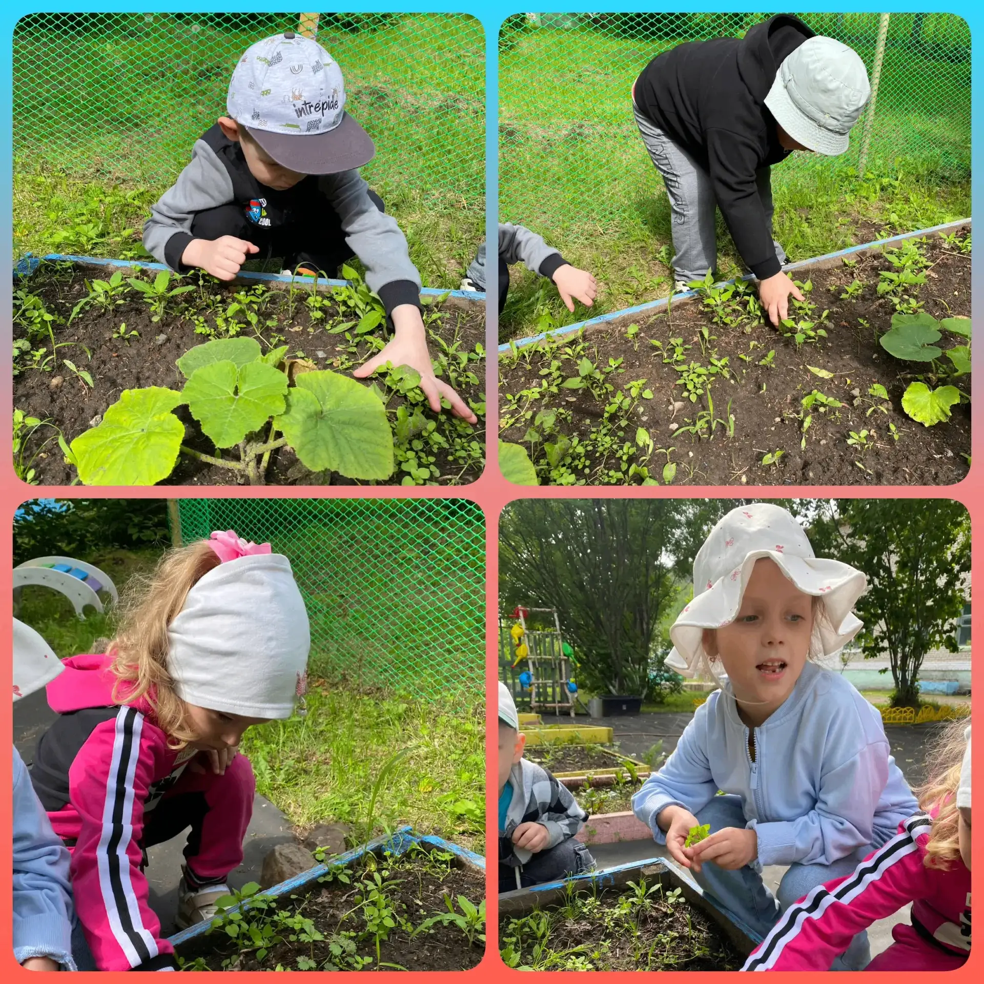 С подоконника — на грядку! 🪴🌱 Наш летний огород в деле 🌞Когда за окном стало по-настоящему тепло,