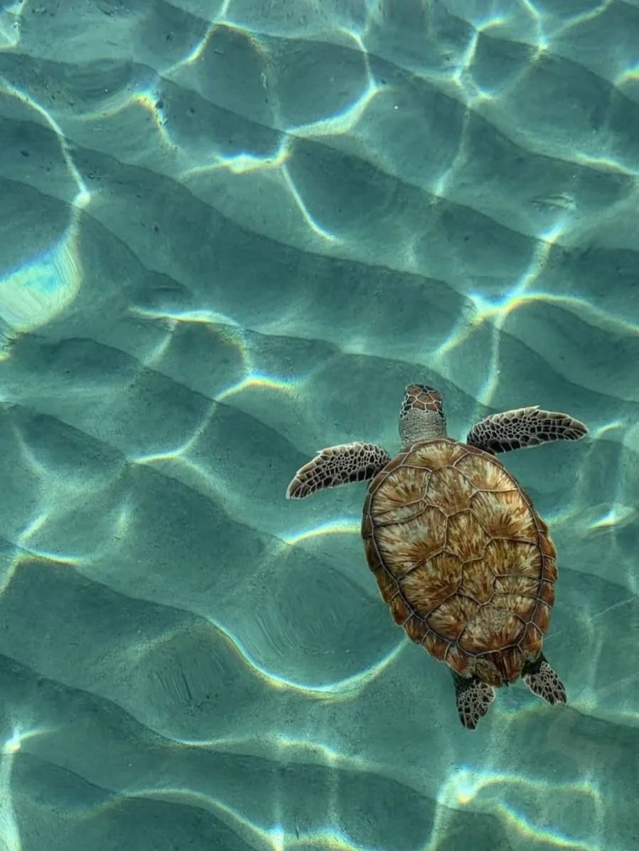 🐢 Некоторые черепахи могут дышать через заднюю часть тела