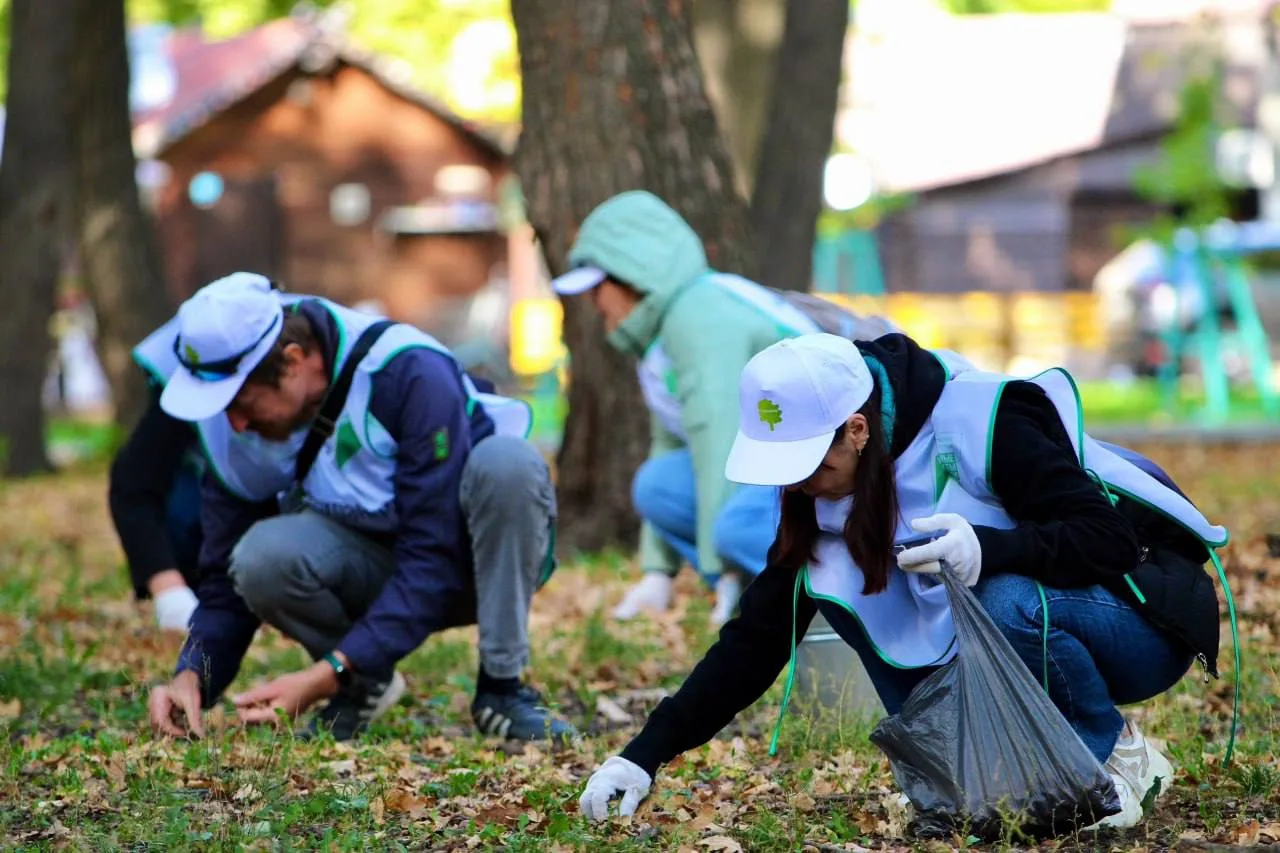 🤝 В самарском парке Гагарина собрали полтонны желудей для восстановления лесов.