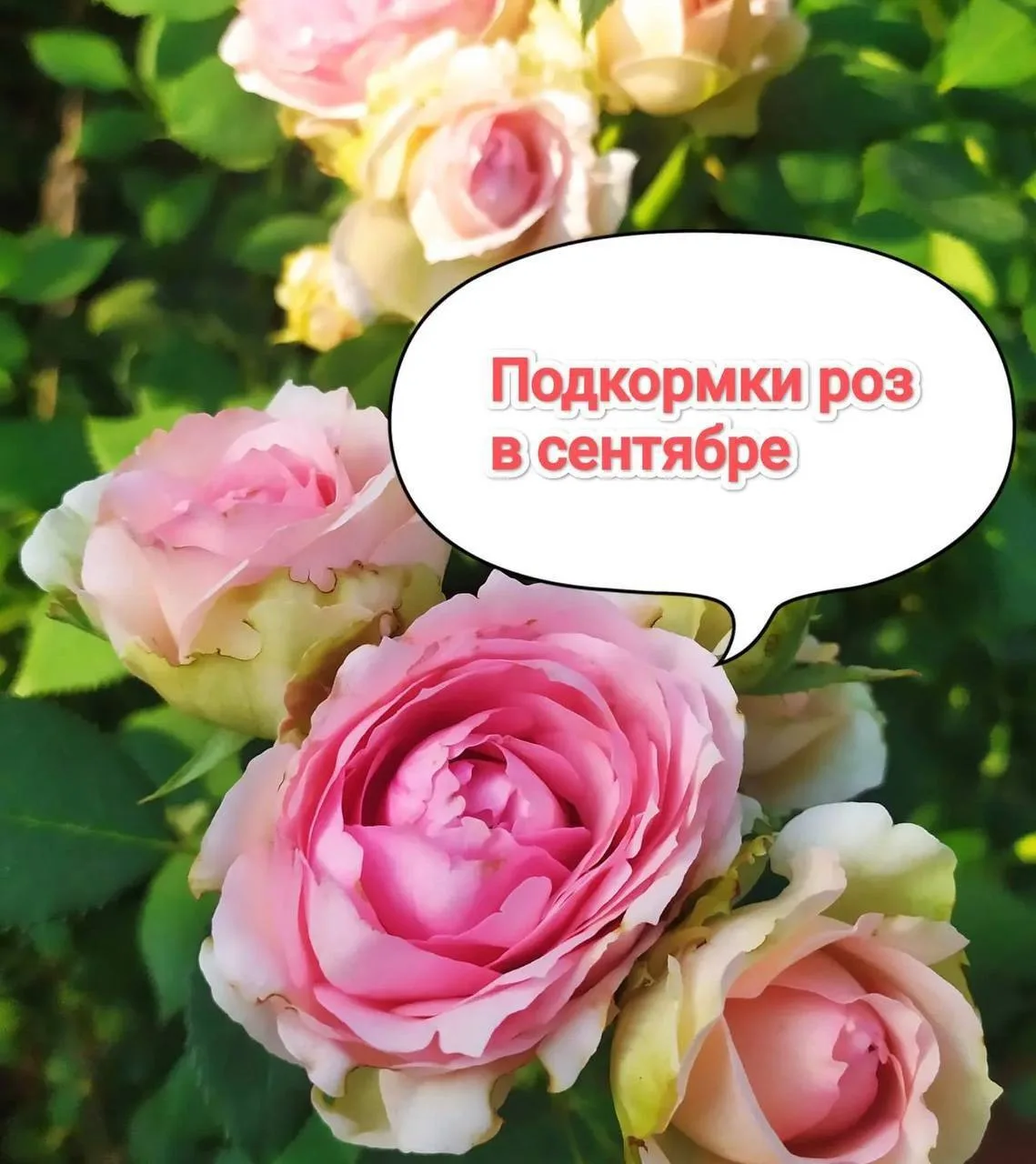 Уход за розами в сентябре