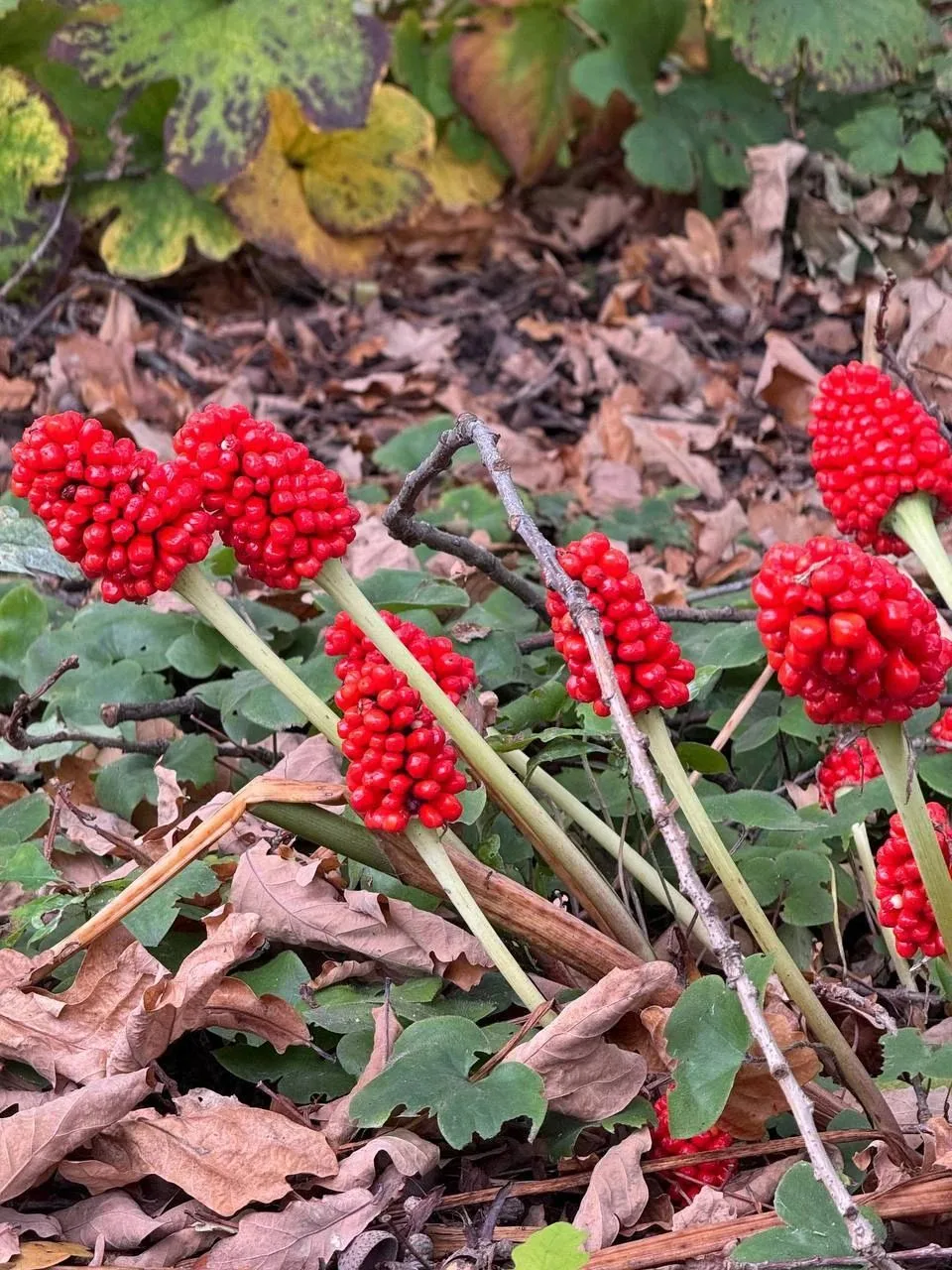 ☀️🍃🕊 С добрым утром, дорогие!