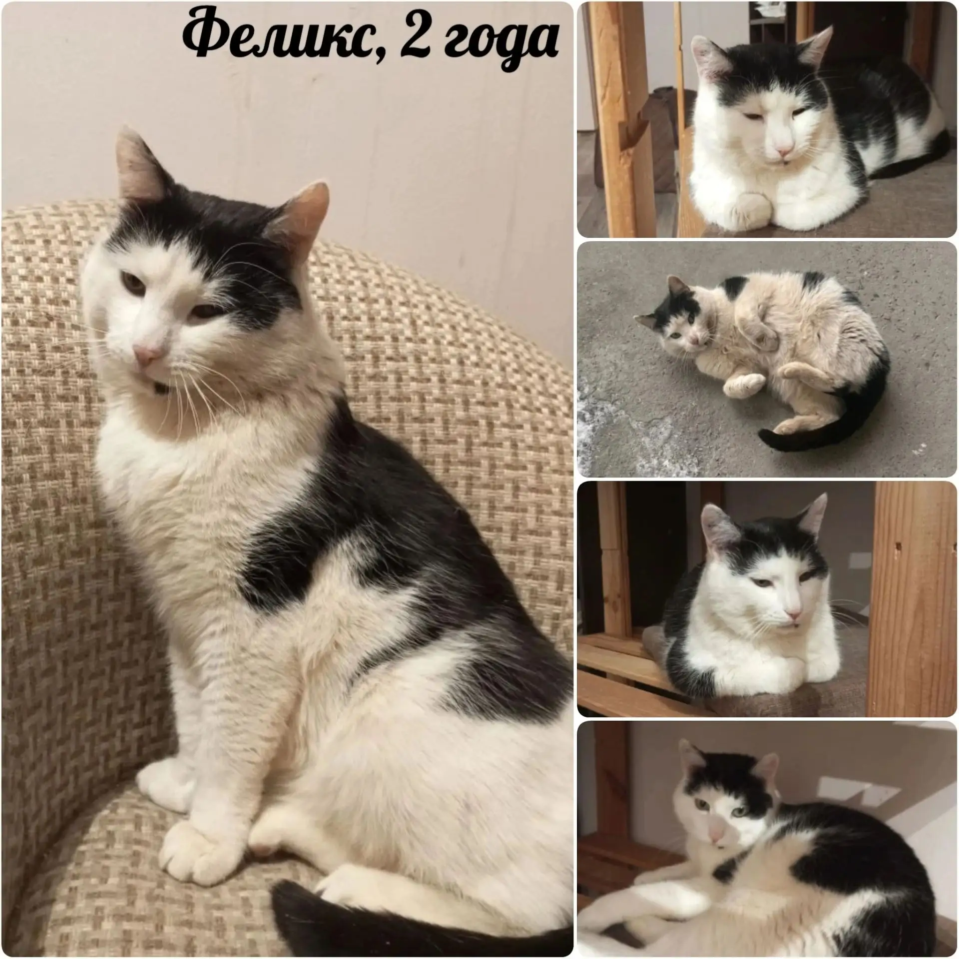 🐈**Ищем любящий дом для чудесного кота Феликса!**🐈