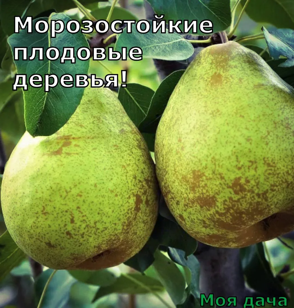 Зачем покупать новую рассаду для второй волны урожая, если её можно сделать из пасынков...
