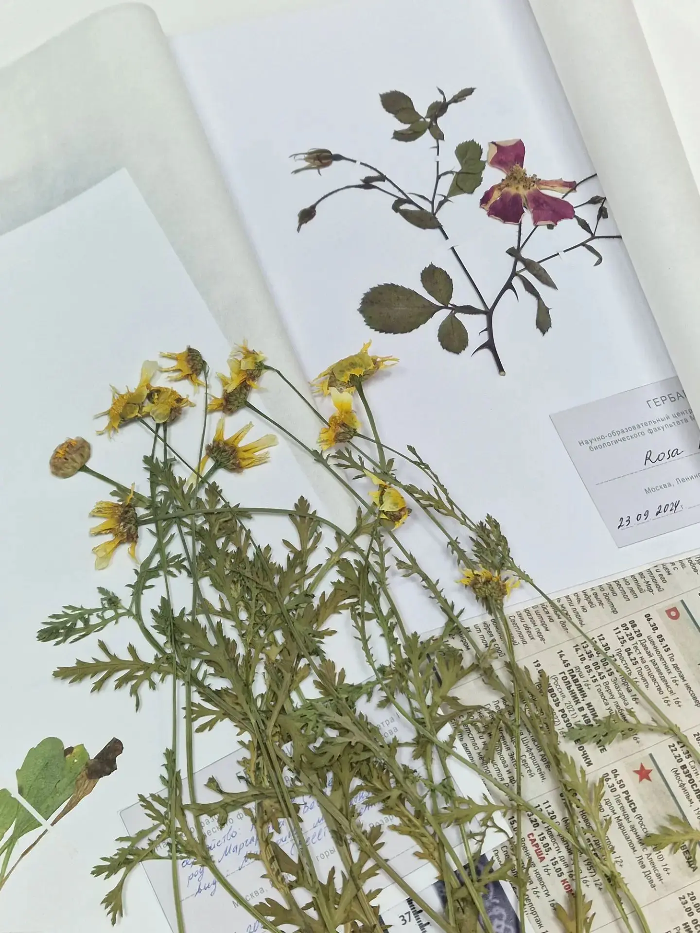 🗓 25 июля
🌿 ТОП-5 причин пойти на мастер-класс по гербарию (и не откладывать!)

Иногда есть событи