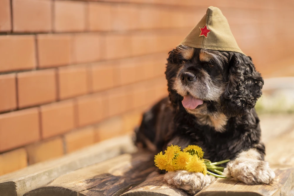 Животные — герои Великой Отечественной войны🐾