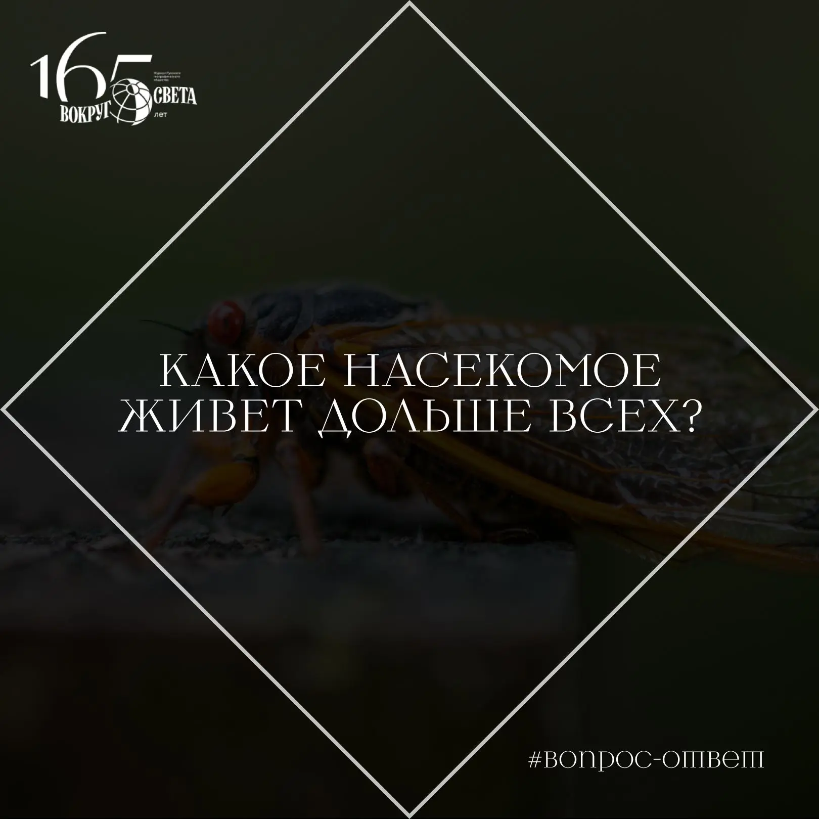 ❓ Какое насекомое живет дольше всех?