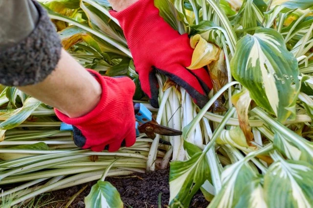 🍂 УХОД ЗА МНОГОЛЕТНИКАМИ В ОКТЯБРЕ.