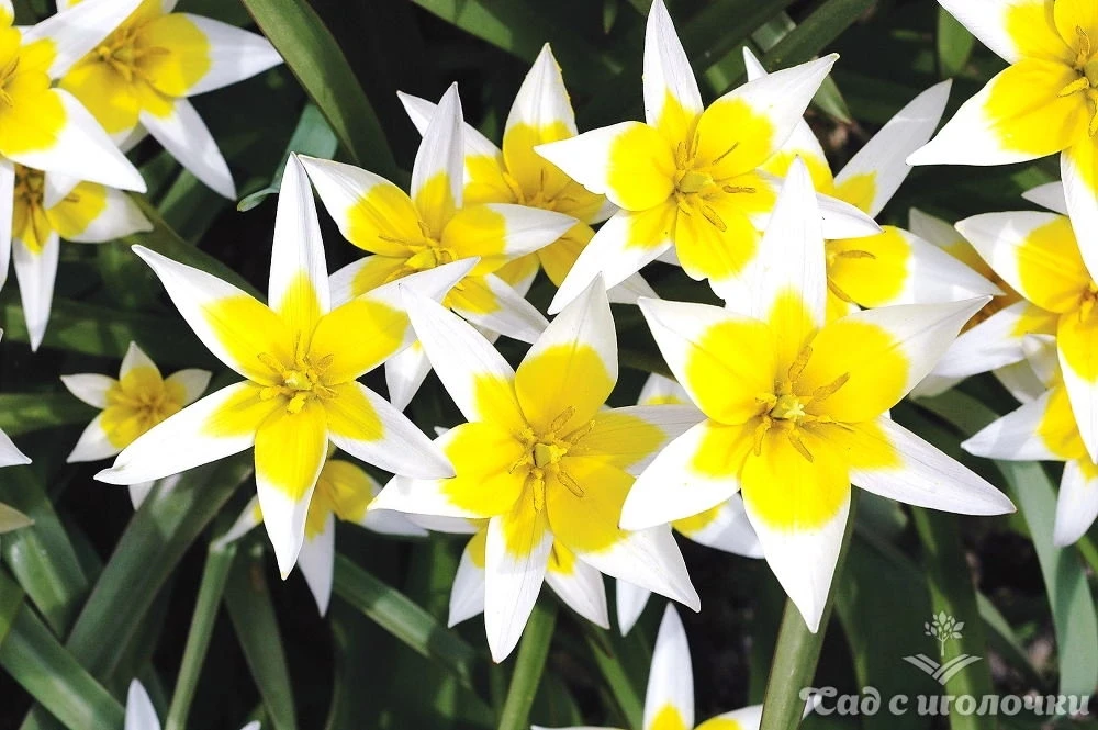 🌷Карликовые ботанические тюльпаны🌷 В НАЛИЧИИ!
