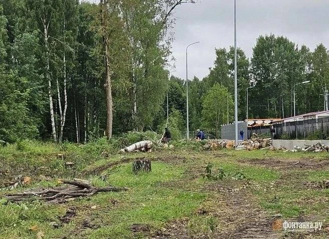 🌳 У парка Сосновка вырубают деревья из-за реконструкции Лиственной улицы

Жители Петербурга обратил
