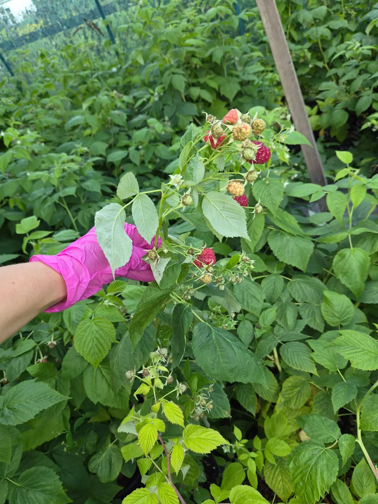 🤩 У нас в наличии отличные сорта ремонтантной малины — ягода крупная, сладкая !