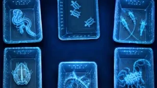 В аэропорту Дубая обнаружили бесхозный чемодан с 223 дикими животными.

Внутри находились 129 ящериц