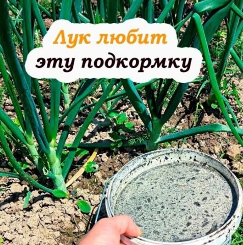 Главная подкормка лука в конце мая — чтобы был крупный и сочный!