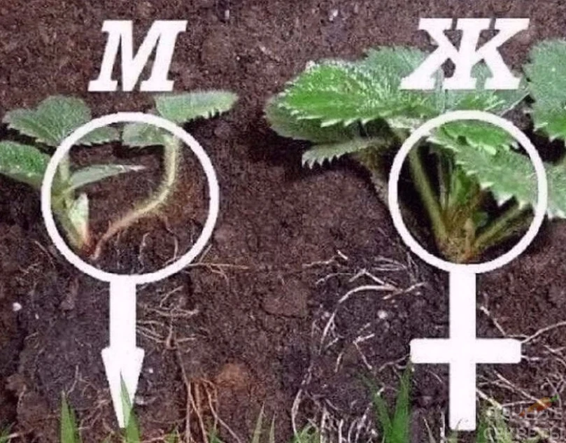 ΚАΚ ОТЛИЧАТЬ МУЖСΚИЕ ΚУCТЫ У ΚЛУБΗИΚИ