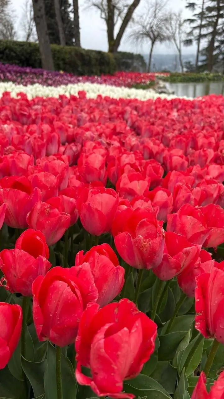 Фестиваль тюльпанов в Стамбуле уже ОТКРЫТ 🌷,буквально в конце следующей недели мы увид...