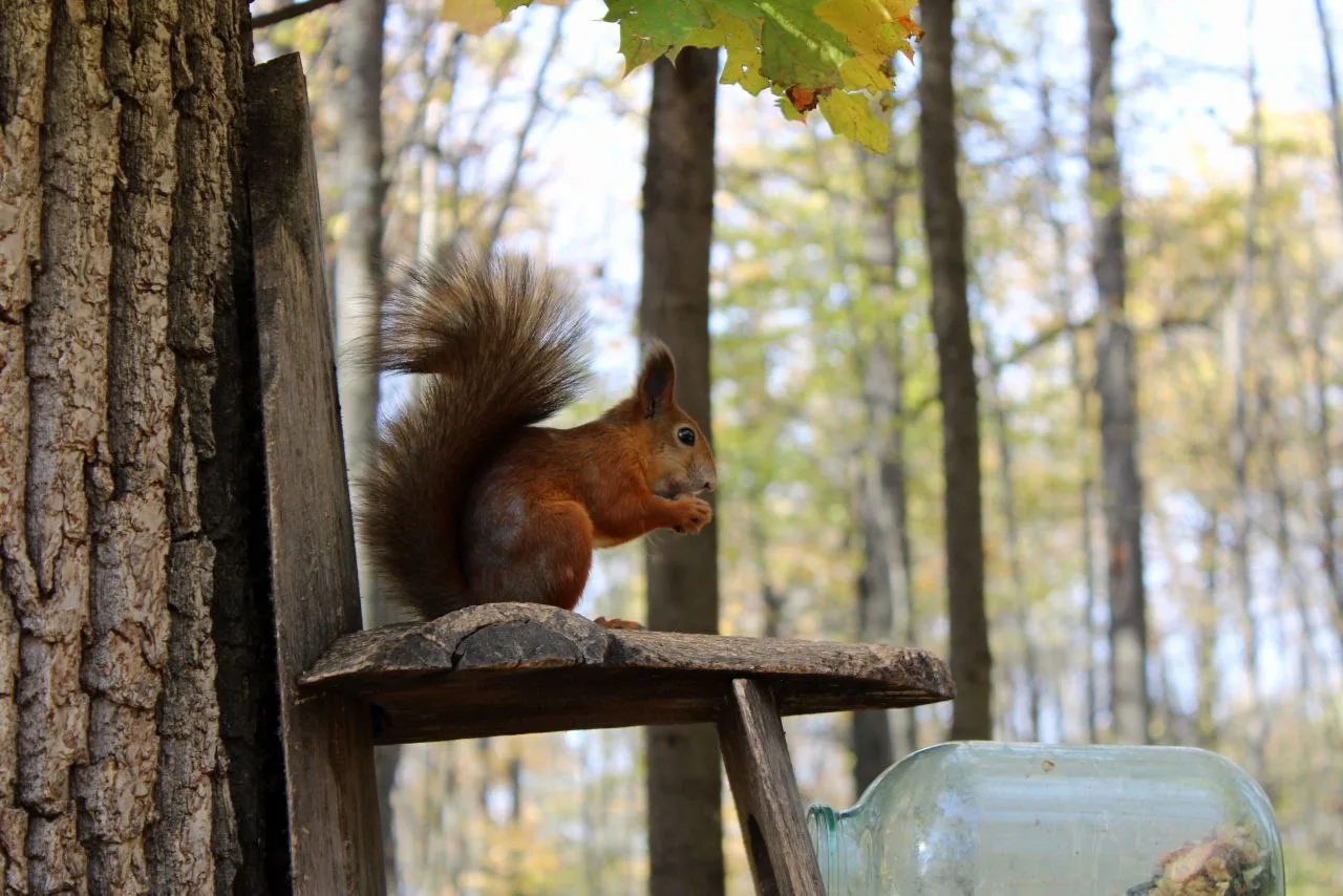 Белочка в парке 🐿️