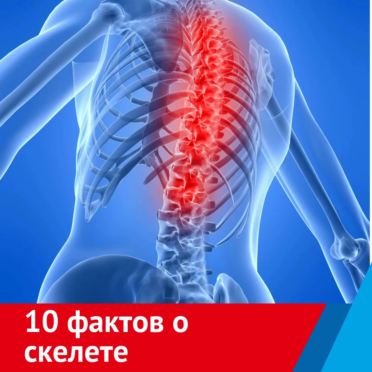 💀 Интересные факты о нашем скелете!