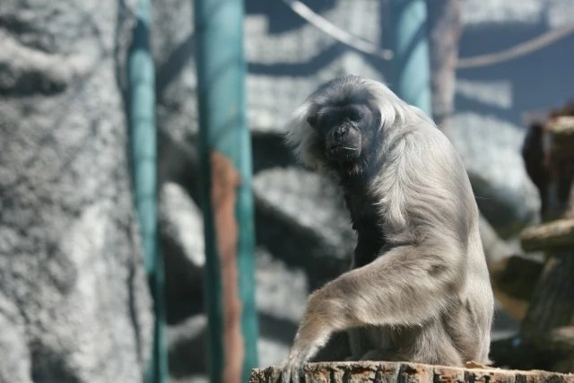 🦍 Гиббону Бетте из зоопарка Удмуртии исполнилось 39 лет
