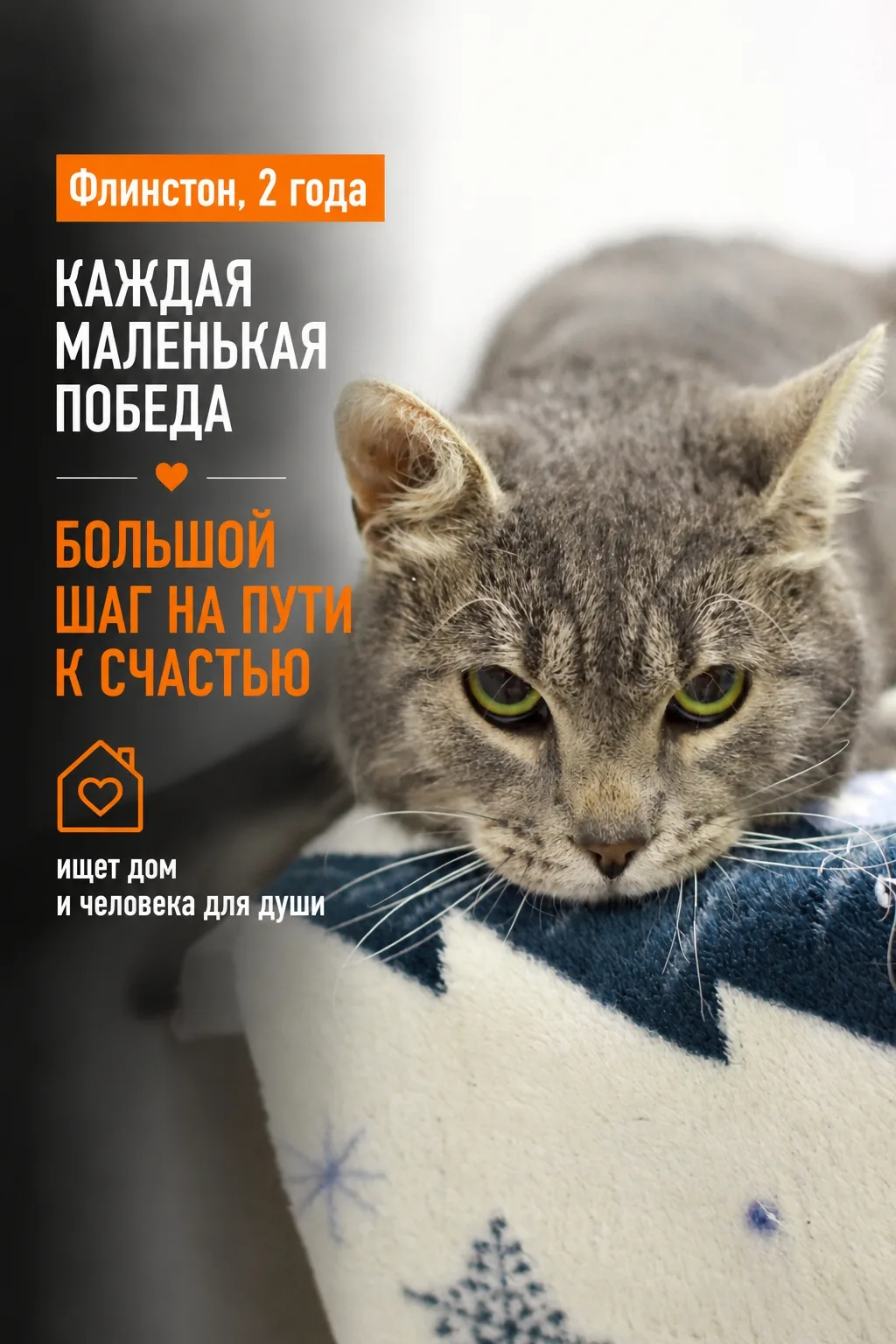 Бывают истории, от которых сжимается сердце, но Флинстон здесь не для того, чтобы вы пл...