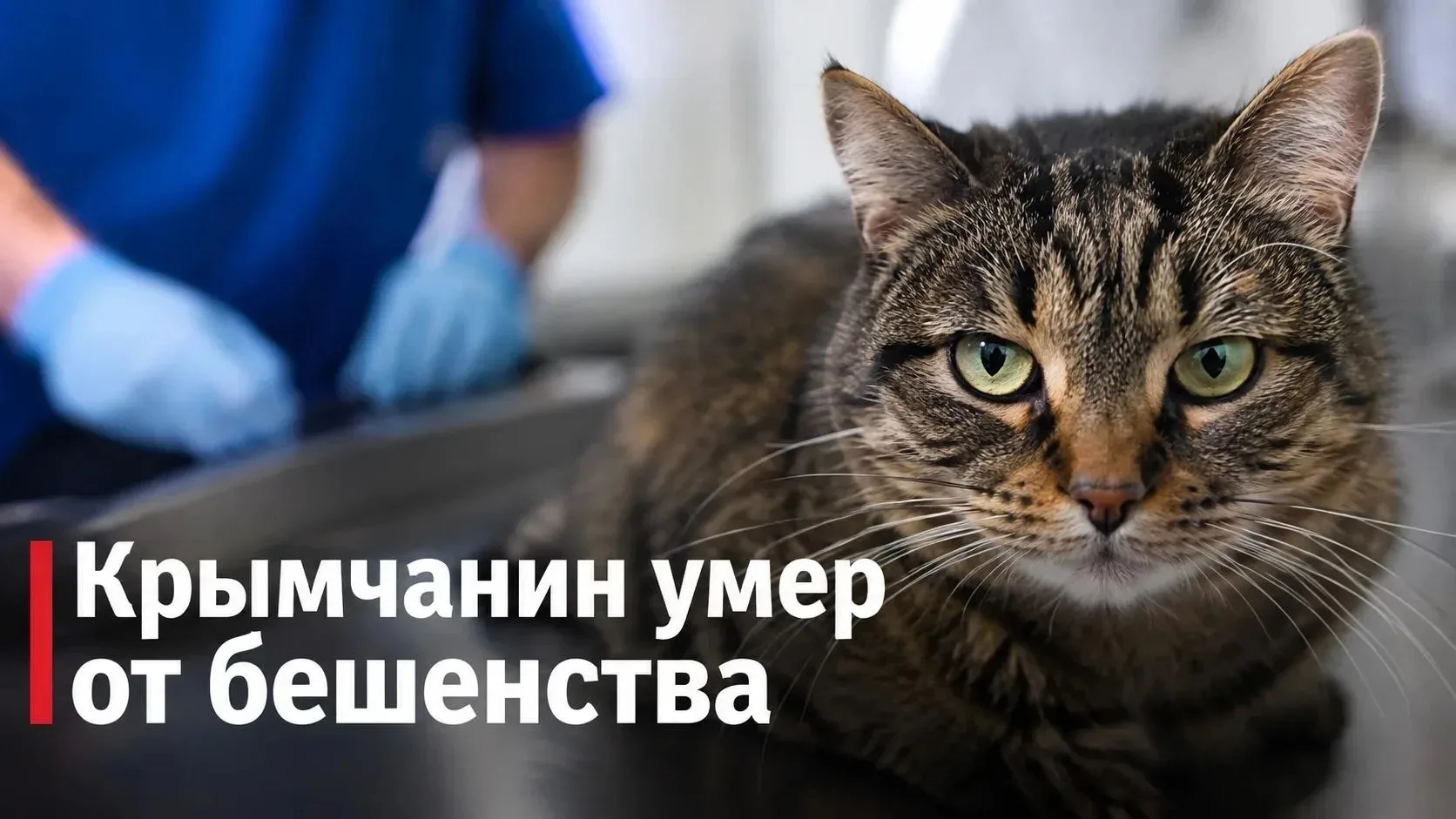 ⚡️Крымчанин умер от бешенства после укуса собственного кота.