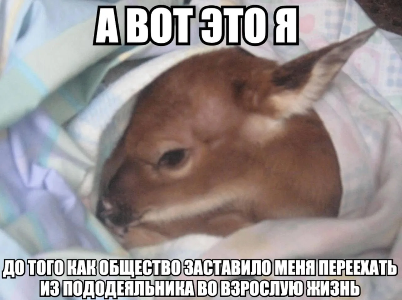 Утро, которое мы и вы заслужили. Если в эту пасмурную среду вы чувствуете негу и нежела...