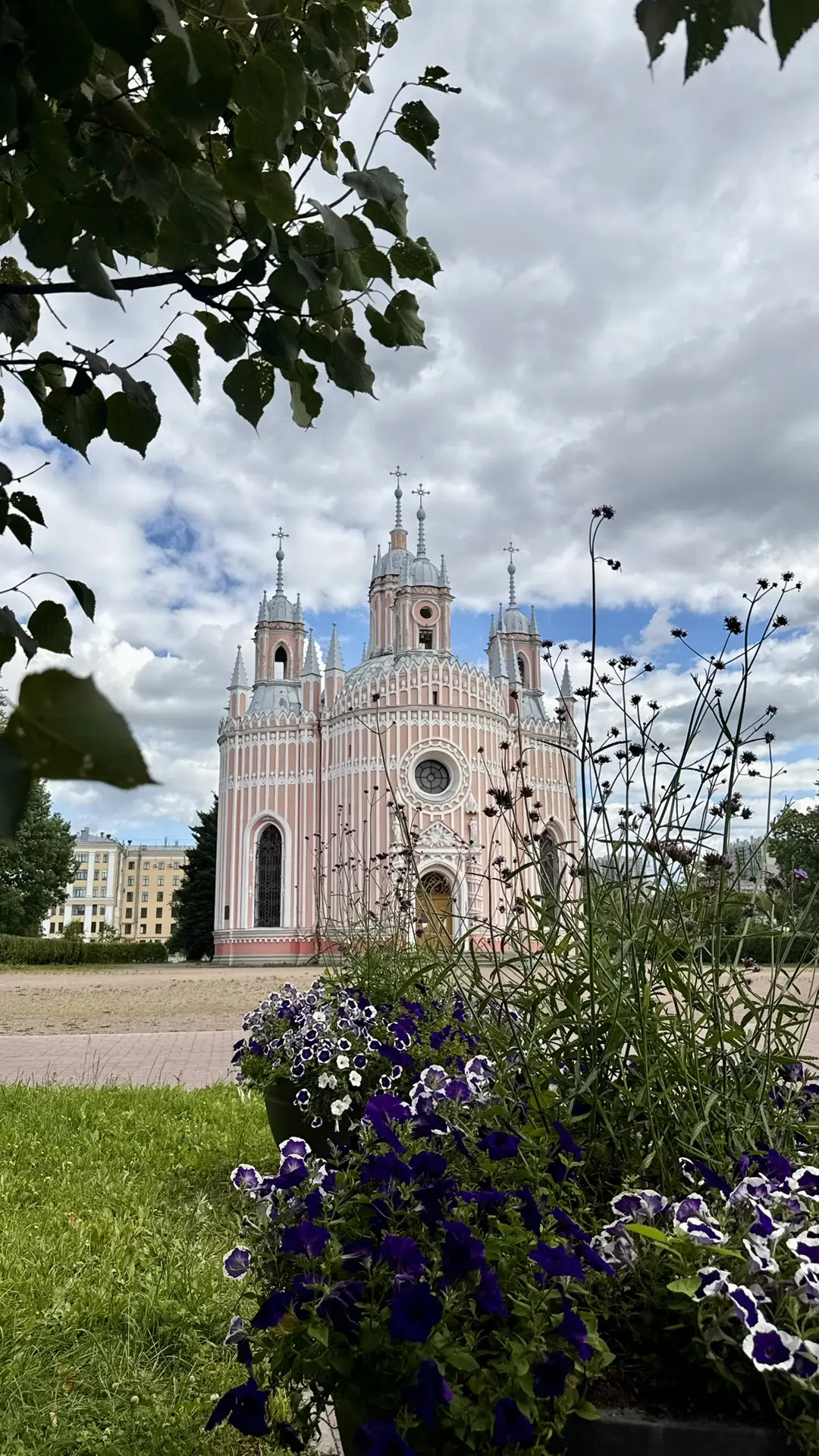 💜 Вербена бонарская: лето в лиловых оттенках