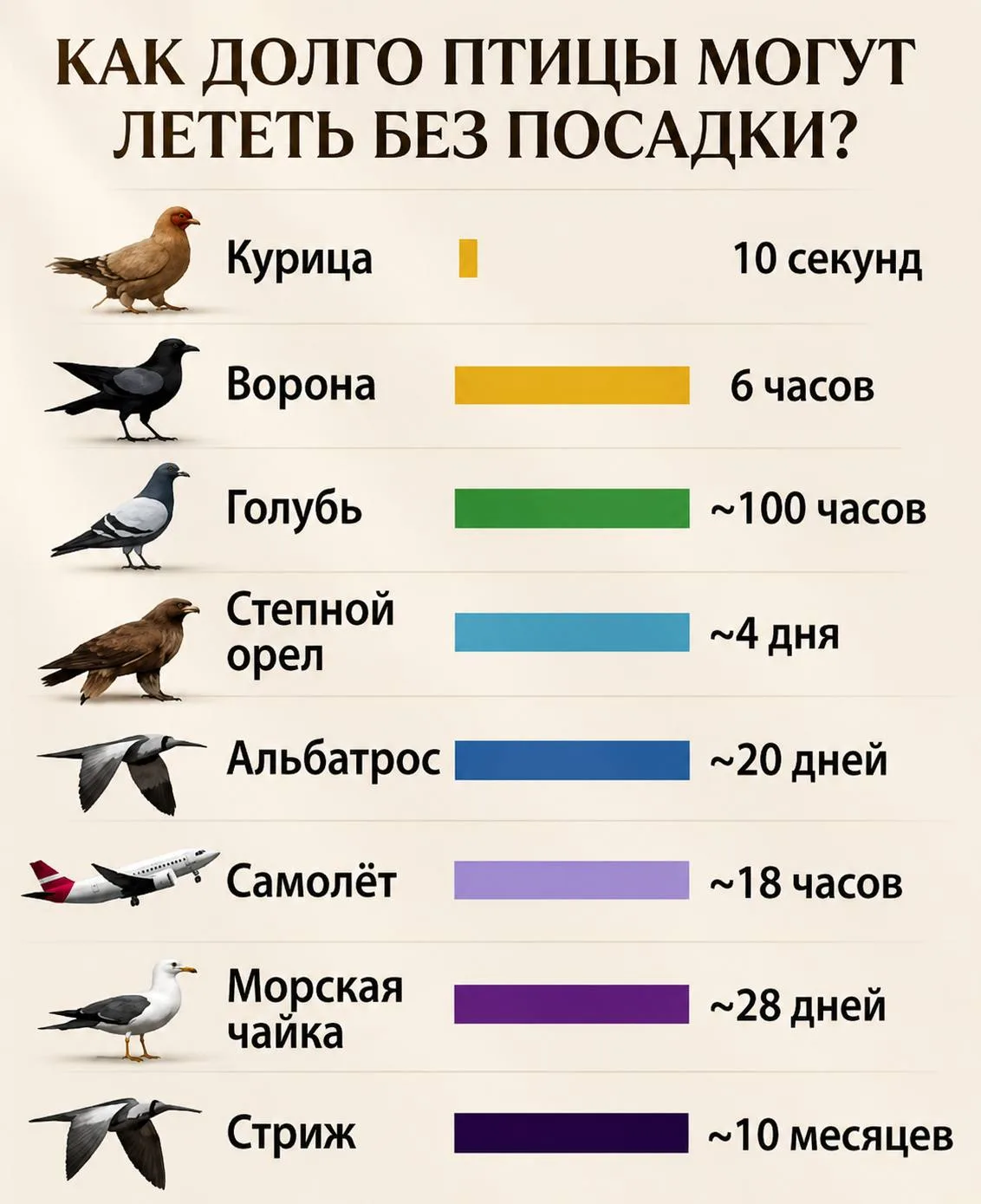 Как долго могут летать птицы в сравнении с самолетом.