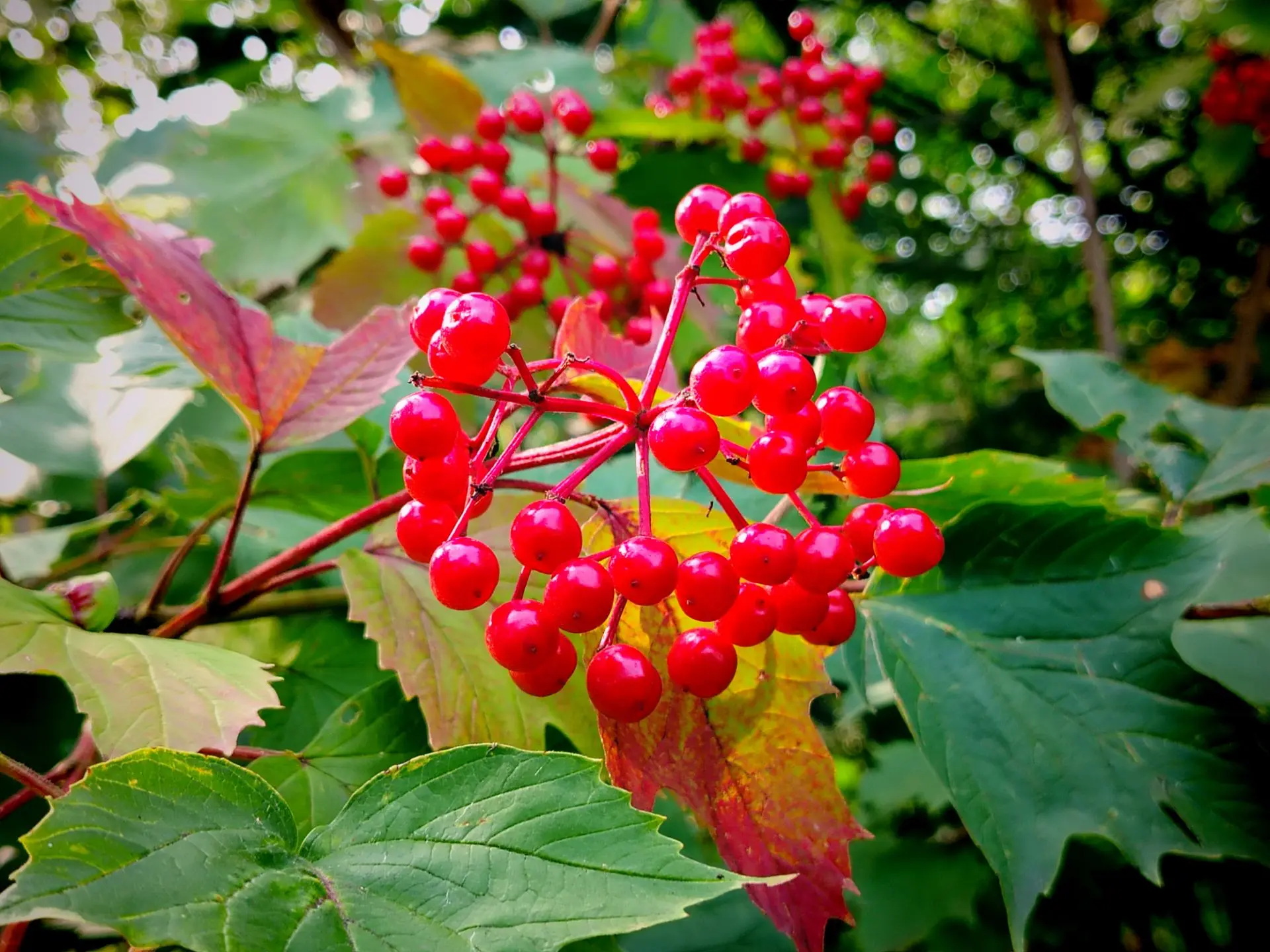 🍁 Осень официально у руля!