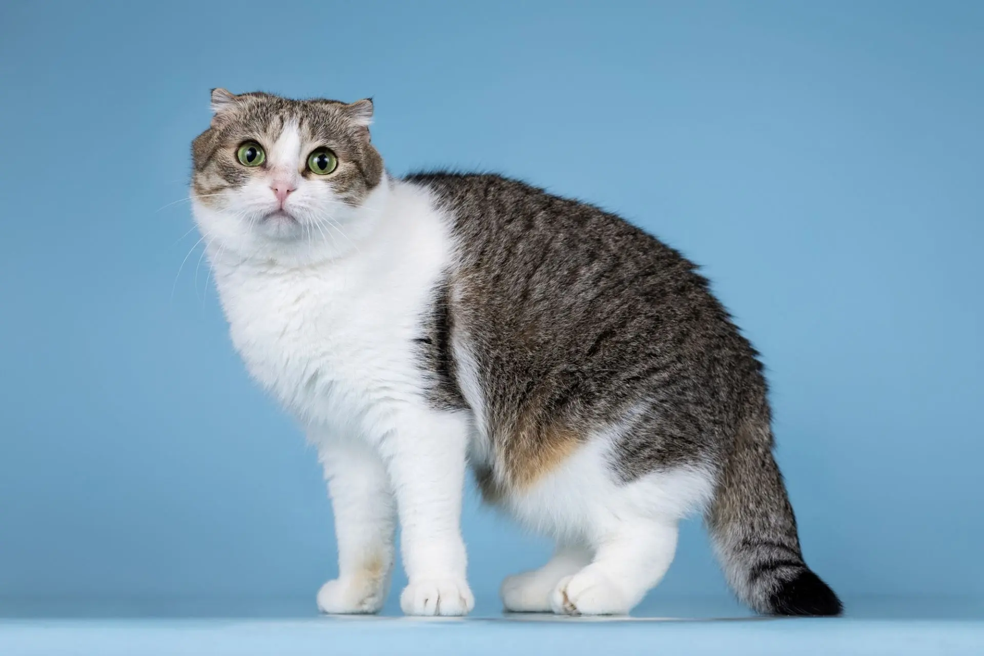 Москва. Просим репостов для кошечки  🐈

Зеленоглазая кошечка по имени Мушка - плюшевая вислоухая тр