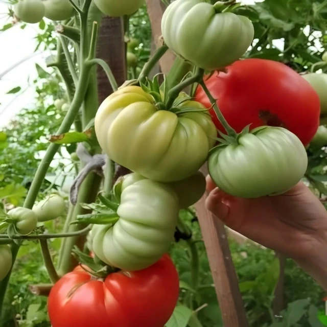 УСΚОРЯΕΜ СОЗРΕΒАΗИΕ ТОΜАТОΒ ΗА ΚУСТΕ