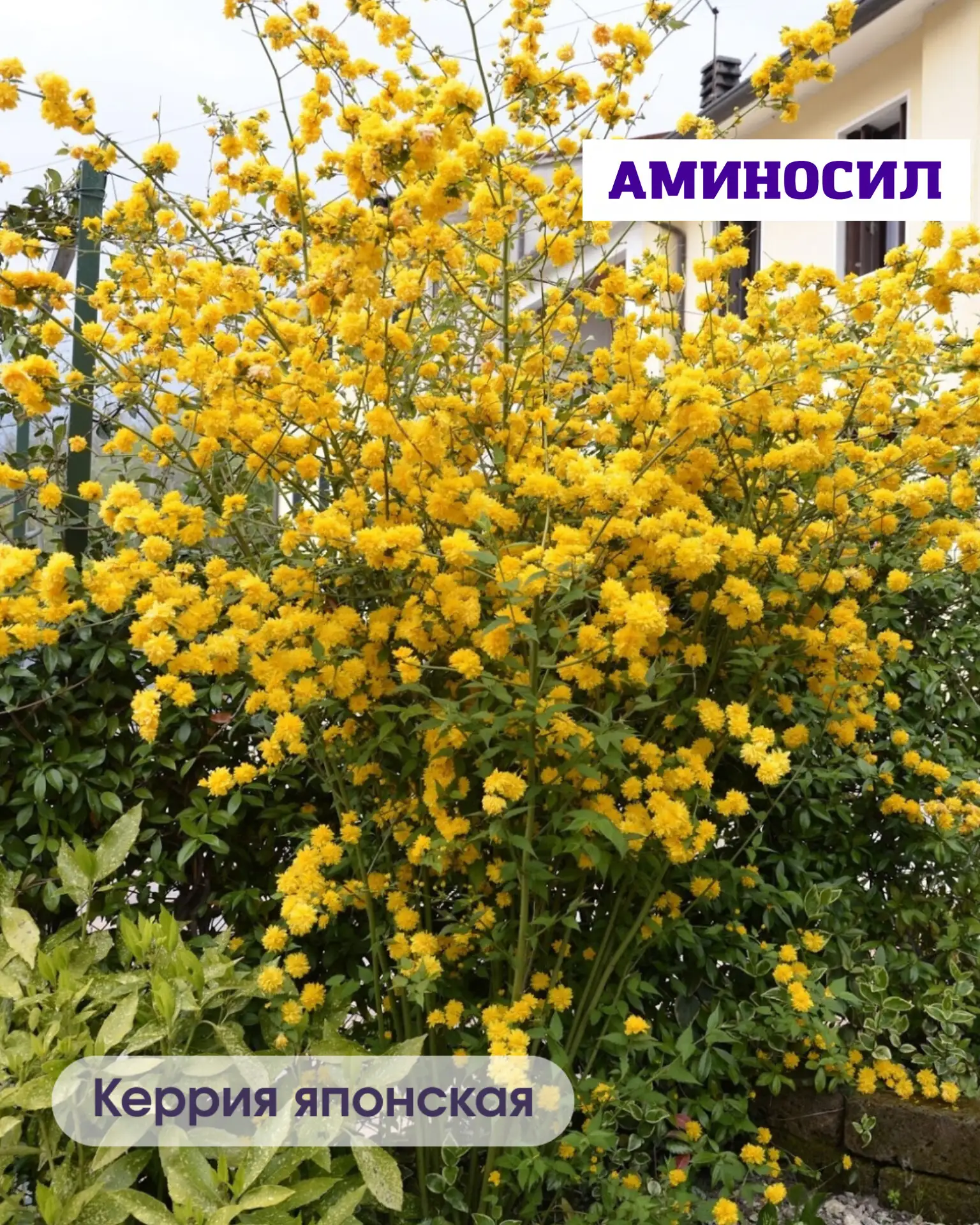 🌿 5 неприхотливых кустарников, которые мгновенно преобразят ваш сад  Хотите, чтобы участок выглядел 