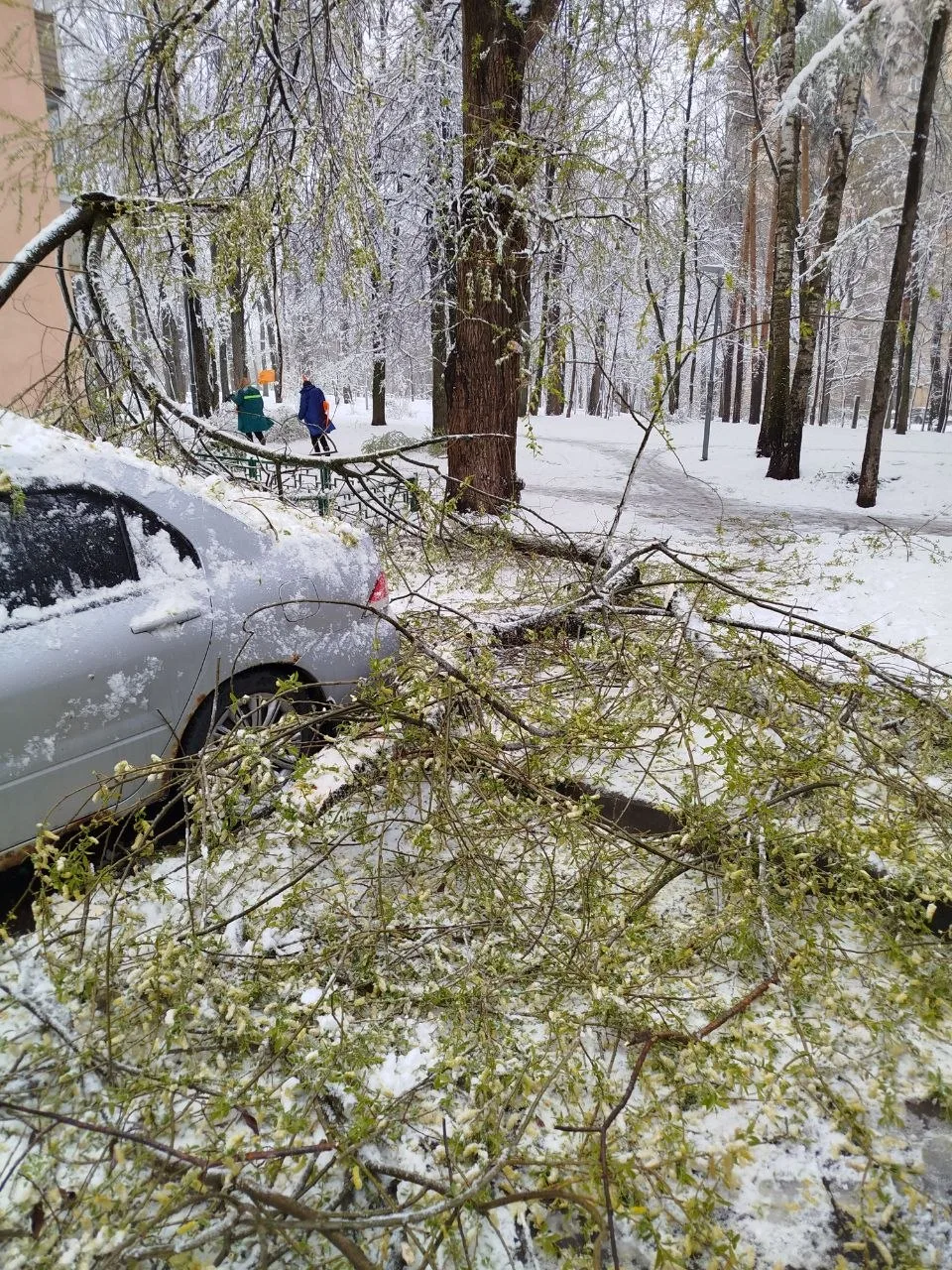 Дерево упало на автомобиль.